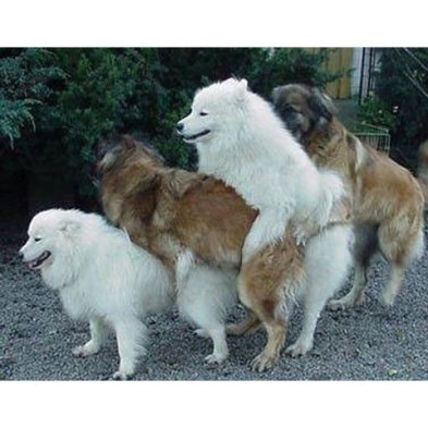 Câini la împerechere