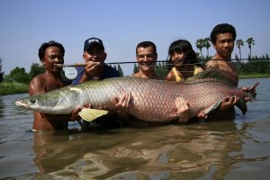arapaima-1