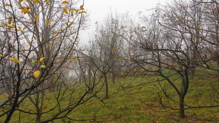 Imagini pentru poze cu desfrunzirea pomilor